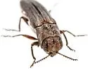 Agrilus baboquivariae - photo 4