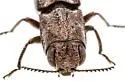 Agrilus baboquivariae - photo 5