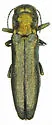 Agrilus barberi - Agrilus barberi