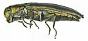 Agrilus barberi - photo 2
