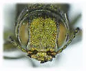 Agrilus barberi - photo 3
