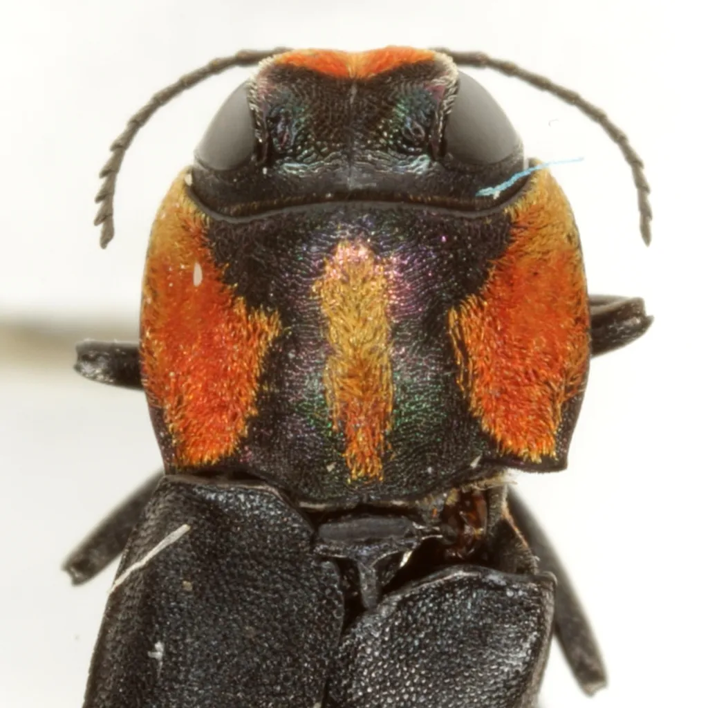 Agrilus benjamini - photo 2