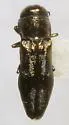 Agrilus bentseni