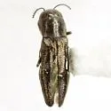 Agrilus bentseni - photo 2