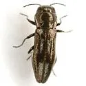 Agrilus bentseni - photo 3