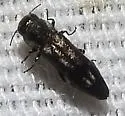 Agrilus bentseni - photo 4