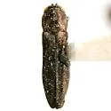 Agrilus bespencus - photo 2