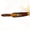 Agrilus bespencus - photo 3