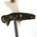 Agrilus bespencus - photo 4