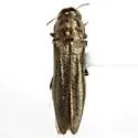 Agrilus bespencus - photo 5