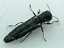 Two-lined Chestnut Borer - photo 2