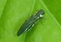 Two-lined Chestnut Borer - photo 3