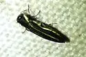 Two-lined Chestnut Borer - photo 4