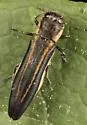 Two-lined Chestnut Borer - photo 5