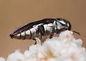 Agrilus blandus - photo 2