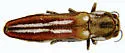 Agrilus blandus - photo 3