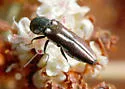 Agrilus blandus - photo 4