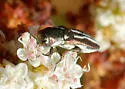 Agrilus blandus - photo 5