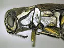 Agrilus botzi - photo 2