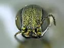 Agrilus botzi - photo 3