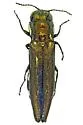 Agrilus botzi - photo 4