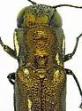 Agrilus botzi - photo 5