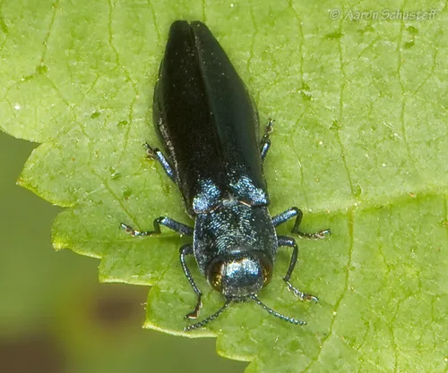 Agrilus burkei