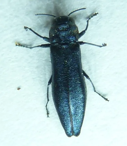 Agrilus burkei - photo 2