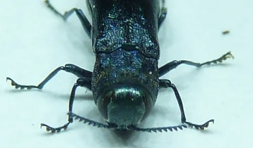 Agrilus burkei - photo 4