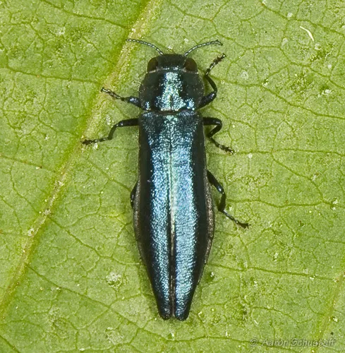 Agrilus burkei - photo 5