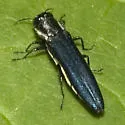 Agrilus carpini - Agrilus carpini