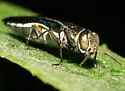 Agrilus carpini - photo 2