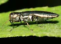 Agrilus carpini - photo 3
