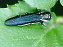 Agrilus carpini - photo 4