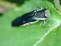 Agrilus carpini - photo 5