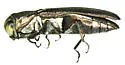 Agrilus catalinae - photo 2