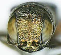 Agrilus catalinae - photo 3