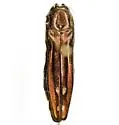 Agrilus cavatus - Agrilus cavatus