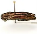 Agrilus cavatus - photo 2