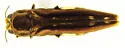 Agrilus cavatus - photo 3
