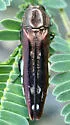 Agrilus cavatus - photo 4