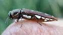 Agrilus cavatus - photo 5