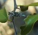 Agrilus cavifrons - photo 3