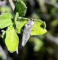 Agrilus cavifrons - photo 4