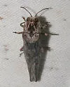 Agrilus cavifrons - photo 5