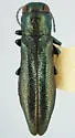 Agrilus celti - Agrilus celti