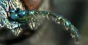 Agrilus celti - photo 2