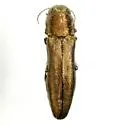 Agrilus celti - photo 3