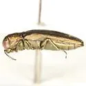 Agrilus celti - photo 4