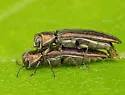 Dogwood Agrilus - photo 2